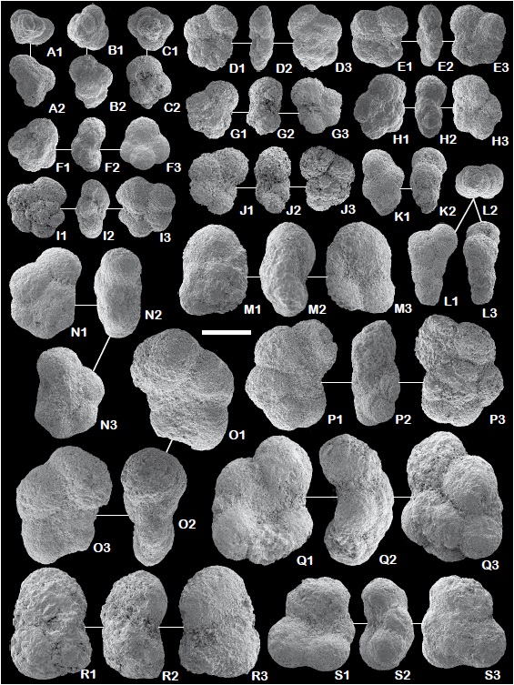 Lower Danian planktonic foraminiferal species identified in the UpperMost Unit of the Moncada Fm. (UMU) and the Ancón Fm. (Scale bar = 100μm).