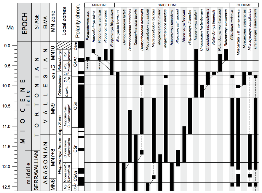 Local biozonation of the Vall&egrave;s-Pened&egrave;s Basin for the late Aragonian to Vallesian. The ranges of biostratigraphically important rodent taxa are indicated as well as the putative phylogenetic relationships of some lineages. Dashed lines indicate discontinuities in the ranges of those taxa. See main text for details. In the case of the MN (Mammal Neogene) zones, we indicated their boundaries as defined on the basis of selected appearance events (see Hilgen et al., 2012) as well as the chronological position of their reference sites (&ldquo;faunal concept&rdquo; of MN zones after De Bruijn et al., 1992; see text for details). Reference sites are: Sansan (France) for MN6, La Grive M (France) for MN7+8, Can Llobateres 1 (Spain) for MN9 and Mas&iacute;a del Barbo (Spain) for MN10. The estimated age of Sansan and La Grive is older than their respective MN zones so that they do not appear in the figure. These reference sites are indicated by an *. The age of the MN zone boundaries are after Hilgen et al. (2012) except for the MN6/MN7+8 boundary which is re-defined in this work (see text for details). Miocene time scale and boundaries after Hilgen et al. (2012). GPTS after Ogg (2012).