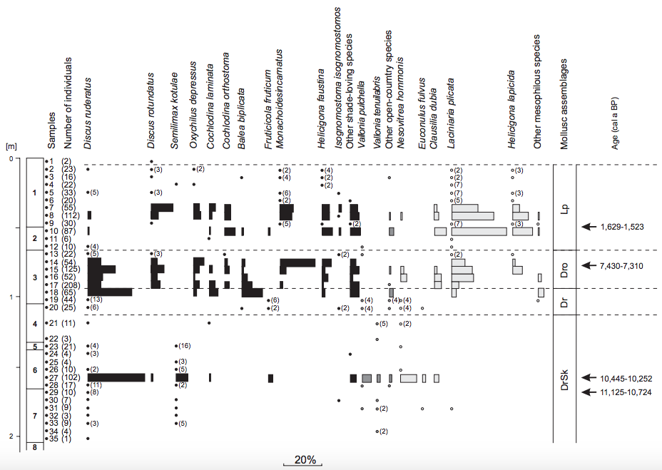 Malacological diagram of the Cave above the Słupska Gate. In samples with less than 50 individuals dots indicate single shells and numbers in brackets indicate a number of shells. Mollusc assemblages, DrSk: assemblage with Discus ruderatus and Semilimax kotulae; Dr: assemblage with Discus ruderatus; Dro: assemblage with Discus rotundatus; Lp: assemblage with Laciniaria plicata.