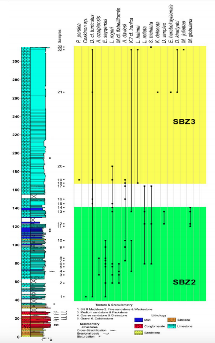 Stratigraphic distribution of larger foraminiferal species in the Wadi Sayq stratigraphic section (thickness in meters), eastern Oman Mountains.