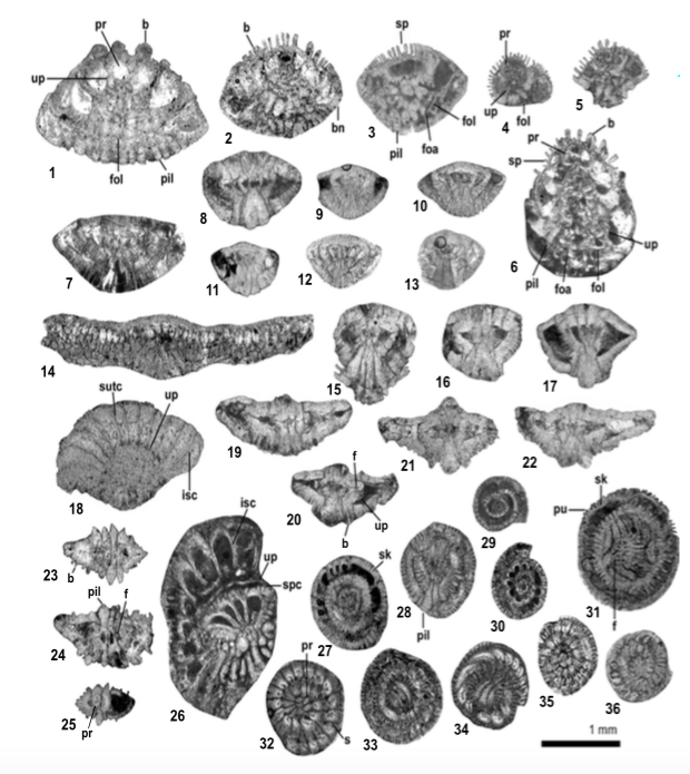 A1) Lockhartia haimei (Davies) axial section, slightly oblique, specimen from sample SI 18. 2-5) Lockhartia retiataSander. 2) slightly oblique axial section. 3) oblique section. 4) centred axial section, young specimen. 5) peripheral tangential section. Specimens 2 from sample SI 13; 3 from sample SI 12 and 4 and 5 from sample SI 6. 6) Sakesaria trichilataSander axial section; note the ornamentation, specimen from sample SI 23. 7 and 8) Kathina delseotaSmout axial centred sections, both specimens from sample SI 21. 9-13) Kathina sp. axial sections. Specimens 9 from sample SI 17; 10 from sample SI 21; 11 from sample SI 20; and 12 and 13 from sample SI 16. 14) Dictyokhatina simplexSmout axial section, specimen from sample SI 13. 15-17) Elazigina harabekayisensisSirel axial sections. All specimens from sample SI 21. 18-22) Daviesina khatiyahiSmout. 18) non-centred section close to the equatorial plane, possible microspheric form. 19-22) axial sections (20 centred). All specimens from sample SI 21. 23-26) Miscellanea juliettaeLeppig. 23-25) axial sections, megalospheric forms. 26) microspheric form, subquatorial section. All specimens from sample SI 22. 27-36) Miscellanites globularisRaghaghi. 27) slightly oblique equatorial section. 28, 29, 33 and 36) subequatorial sections. 30, 32 and 35) centred equatorial sections. 31) subequatorial section, possible microspheric form. 34) tangential section. Specimens 27, 29-31 from sample SI 12 and 28, 32-36 from sample SI 13.