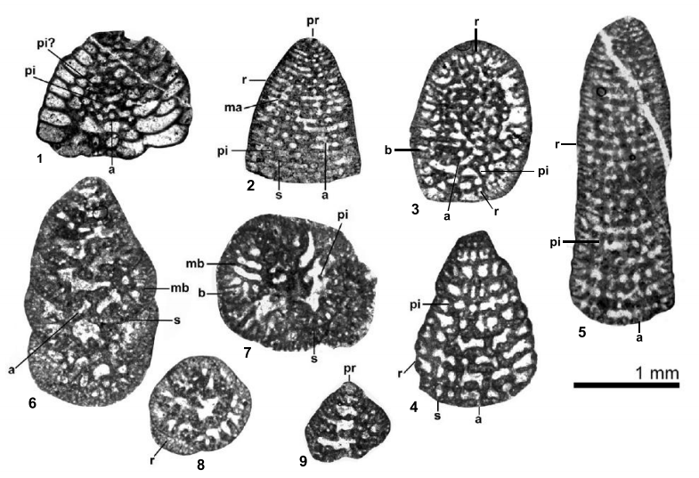 1) Coskinon sp. oblique section cutting cone axis at large angle, specimen from sample SI 1. 2) Pseudofallotella persica  (Hottinger and Drobne) longitudinal section; note the partially eroded proloculus in the apical zone, specimen from sample SI 19. 3-5) Dictyoconus cf. turriculusHottinger and Drobne. 3) oblique section; note the apertures, pillars and rafters, specimen from sample SI 1. 4) oblique section; note the apertures, pillars and rafters, specimen from sample SI 15. 5) longitudinal section, showing rafters in the marginal zone; specimen from sample SI 21. 6-9) Anatoliella ozalpiensis  Sirel. 6) Section perpendicular to coiling axis; note the main beams. 7) Section perpendicular to coiling axis. 8) Axial section slightly oblique. 9) Centred axial section showing the proloculus. Specimens 6, 7 and 9 from sample SI 3 and specimen 8 from sample SI 8. a: aperture; pi: pillar; pr: proloculus; s: septum; r: rafter; ma: marginal aperture; b: beam; mb: main beam.