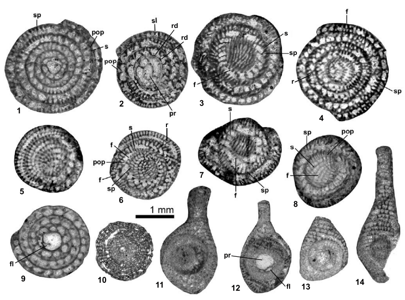 1-9) Ercumentina sayqensis n. sp.1) centred equatorial section; note the septula and the postseptal passage. 2) slightly oblique and centred equatorial section. 3, 5-8) tangential sections; note the septulum aligned from one chamber to the next. 4) non-centred section close to the axial plane; note the apertures or foramina, septula and rafters. 9) diagenized specimen, centred equatorial section; note the flexostyle. 10) Keramosphera? cf. iranicaRahaghi specimen from sample SI 22. 11-14) Mandanella cf. flabelliformisRahaghi. 11 and 14) equatorial sections not perfectly centred. 12-13) centred equatorial sections; note the diagenesis effect in 13 and proloculus with flexostyle in 12. Specimens 1, 4-5, 11-14 from sample SI 6; 2 and 6 from sample SI 1; 3 from sample SI 7; 7, 8 and 9 from sample SI 10 and specimen 10 from sample SI 4. f: foramen; fl: flexostyle; pr: proloculus; s: septum; sl: septulum; pop: post septal passage; rd: ridge.