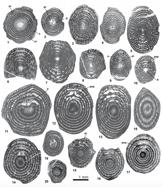 Lacazinella rogeri n. sp. 1-4) centred axial sections. 5) non-centred section close to the axial plane. 6-8) centred equatorial sections. 9-10) centred axial section slightly oblique. 11-17) oblique sections. 11-13) possible microspheric forms. 18) tangential section. 19 and 20) aboral sections; note the pillars of the trematophore (6-10, 12-13 and 15) and apertures (11 and 13). Specimens 1-5, 7, 9-13, 15-16, 19-20 from sample SI 13; 6 and 8 from sample SI 20; 14 from sample SI 14; 17 from sample SI 6 and 18 from sample SI 3. pr: proloculus; fl: flexostyle; a: aperture; bl: basal layer; pi: pillar; psp: preseptal space; s: septum; sl: septulum; th: trematophore.