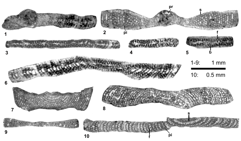 Azzarolina daviesi  (Henson). 1 and 2) centred equatorial sections. 3-5) subaxial sections. 6-8) slightly oblique equatorial sections. 9) subequatorial section. 10) oblique section of possible microspheric form; note the markedly large size of this specimen. Specimens 1 and 3-6 from sample SI 10; 2 from sample SI 17; 7 and 9 from sample SI 16; 8 from sample SI 19 and 10 from sample SI 18. pr: proloculus; pi: pillar; s: septum; b: beam.