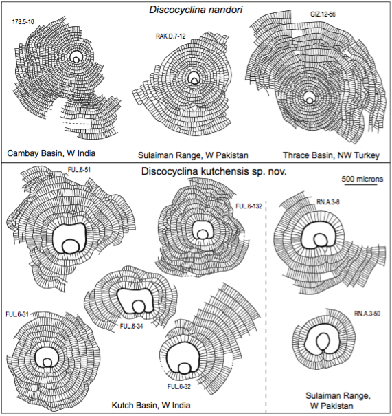 Comparison of the embryons and development of annuli and equatorial chamberlets in D. nandori and D. kutchensis sp. nov. Note that the bulges and ribs do not develop any wavy pattern in the annuli.