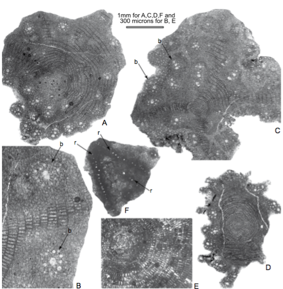 A-D) Microspheric forms of Discocyclina kutchensis sp. nov. Özcan and saraswati and E-F) D. nandori less showing discocyclinid type juvanarium and development of bulges and ribs. A-D) Fulra Limestone, Kutch, West India, early Bartonian, SBZ 17. A-B) FUL.6-53, C) FUL.6- 59, D) FUL.6-61. E-F) Amravati Fm., Cambay Basin, west India, Middle Eocene, E: 178.5-8, F: 178.5-16. b: bulges, r: ribs.