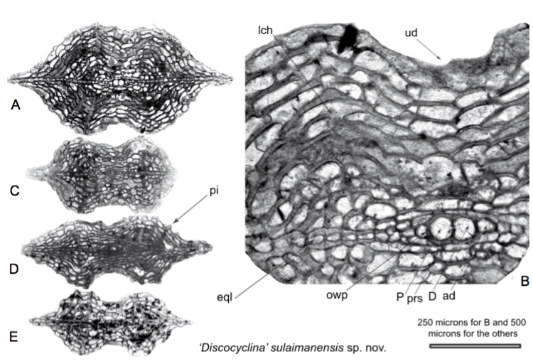A-E) Axial sections of ‘D’. sulaimanensis sp. nov.. The protoconchal stolon (prs) in the center of the wall separating the protoconch and deutroconch is visible (B).Note that the proximal wall of the equatorial chamberlet placed directly on the outer wall of the protoconch (owp) is flattened and the equatorial chamberlets are sharply narrowing at their distal sides. The thickenings of the test are reminiscent of the axial thickening in ribs. A–B) ZP.12-1, C) ZP.12-23, D) ZP.12-3, E) ZP.12-24. P: protoconch, D: deuteroconch, ad: adauxiliary chamberlet, eql: equatorial layer, lch: lateral chamberlets, owp: outer wall of the protoconch, prs: protoconchal stolon, pi: piles, ud: umbonal depression.