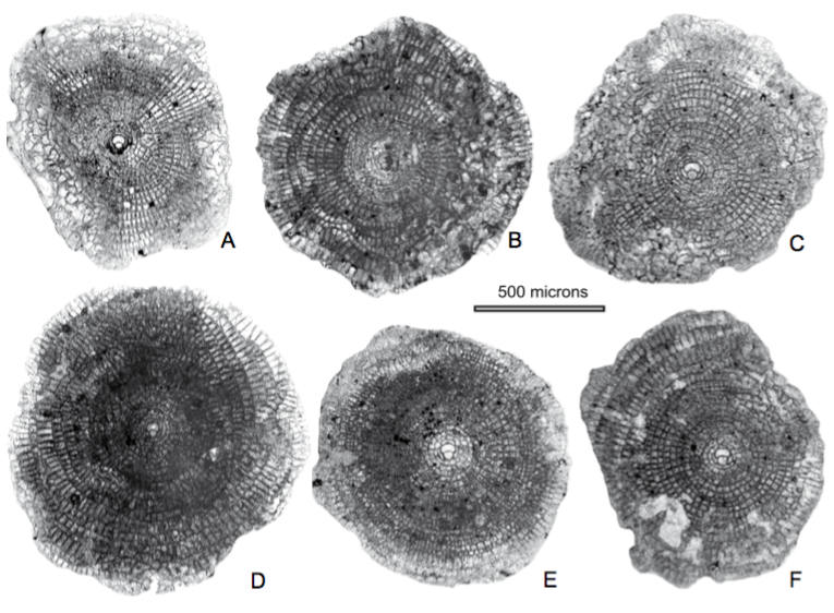 Equatorial sections of ‘D’. sulaimanensis sp. nov. A) ZP.12-9, B) ZP.12-16, C) ZP.11-7, D) ZP.12-6, E) ZP.10-11, F) ZP.10-8.