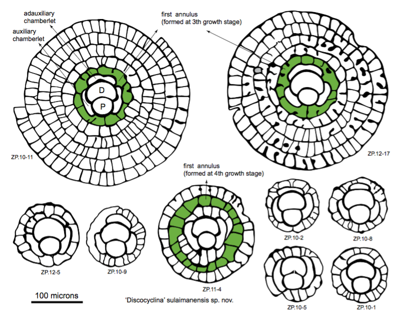 The embryon and development of annuli and equatorial chamberlets in ‘D’. sulaimanensis sp. nov.