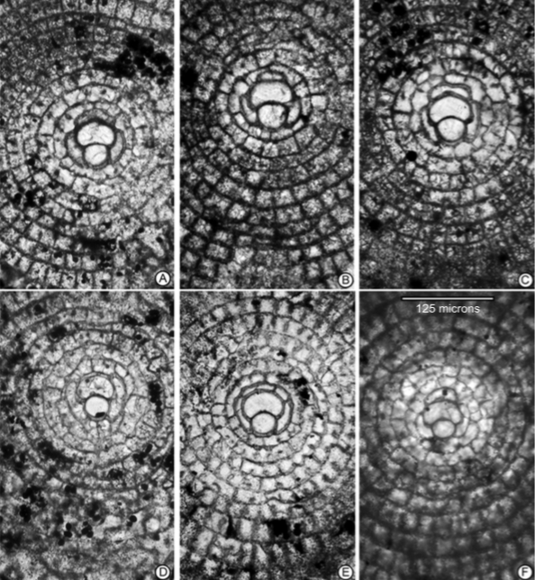 Close-up view of the embryon and early chambers in ‘D’. sulaimanensis sp. nov. A) ZP.10-1, B) ZP.10-8, C) ZP.10-11, D) ZP.11-4, E) ZP.12-31, F) ZP.11-1.