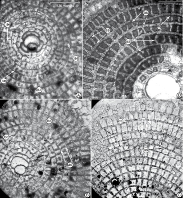 A–C) The equatorial sections of ‘D’. sulaimanensis sp. nov. and D) Proporocyclina sp. from (late?) Middle Eocene of Jamaica, Caribbean Province. A) ZP.12-17, B) ZP.12-28, C) ZP.11-2, D) 2044-17: ‘Chapelton’ Fm., Bamboo region, north Jamaica. The incomplete and/or irregular septulum (ise) is commonly observed in the first several annuli of ‘D’. sulaimanensis sp. nov. and in genus Proporocyclina. The radial and annular stolons in ‘D’. sulaimanensis sp. nov. are shown (B-C). ise: incomplete/irregular septulum, as: annular stolon, rs: radial stolon.