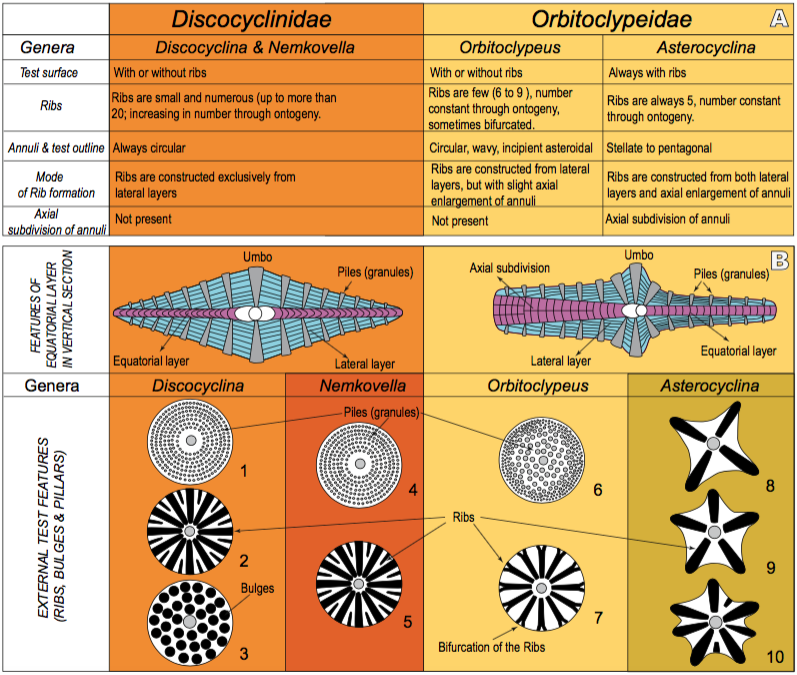 A) Ribs and their general features in Tethyan orthophragminid genera after Ferràndez-Cañadell (1997). B) The ‘bulges’, introduced in present study and ribs and their variation in Tethyan orthophragminids. The genus ‘Actinocyclina’, characterized solely by the presence of numerous ribs, is considered an invalid genus after Ferràndez-Cañadell (1997). 1, 4, 6: specimens with smooth tests. 2: ribbed Discocyclina (e.g. D. nandori, D. radians). 3: Discocyclina with bulges (e.g.D. kutchensis sp. nov.). 5: ribbed Nemkovella (e.g. N. rota). 7: ribbed Orbitoclypeus (e.g. O. furcatus). 8: four-ribbed Asterocyclina (e.g. A. sireli). 9: five-ribbed Asterocyclina (e.g. A. stella). 10: Asterocyclina with commonly numerous ribs (e.g. A. alticostata and A. schweighauseri).