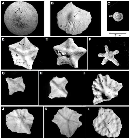 External test features in Tethyan orthophragminids; A–C) the smooth tests, D–K) test with ribs and L) with ‘bulges’. A–B) smooth tests with a central umbo and piles; note half broken test of Asterocyclina sp. sticking on the broken test of Discocyclina dispansa. A) Discocyclina splitiButterlin and Chorowicz, Ayrıdam, central Turkey, early Lutetian. B) D. dispansa (Sowerby), Fulra Limestone, Kutch, west India, early Bartonian. C) Test with a prominent central depression in the umboof ‘D’.sulaimanensis sp. nov., Drazinda Fm., Sulaiman Range, west Pakistan, Bartonian. D) pentagonal and E) pentagonal to asteroidal tests of five-ribbed Asterocyclina with well-developed inter-rib areas, A. stellata (d’Archiac), Soğucak Fm., Şamlar, north-west Turkey, late Bartonian. F) asteroidal test of five-ribbed Asterocyclina with deeply incised inter-rib areas, Soğucak Fm., Gökçeada, north-west Turkey, early Bartonian. G–H) almost tetragonal tests of four-ribbed A. sireli Özcan and less, Fulra Limestone, Kutch, west India, early Bartonian. I) Numerous ribs in D. radians (d’archiac), Soğucak Fm., Şamlar, north-west Turkey, late Bartonian. J–K) Numerous ribs in A. alticostata (nuttall), Fulra Limestone, Kutch, west India, early Bartonian. L: bulges in D. kutchensis Özcan and saraswati, Fulra Limestone, Kutch, west India, early Bartonian. a: Asterocyclina sp., b: bulges, f: flange, ir: inter-rib areas, pi: piles, r: ribs, u: umbo, ud: umbonal depression.