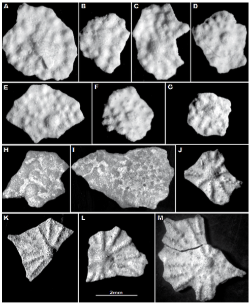 A–I) Bulges in Discocyclina kutchensis sp. nov. Özcan and saraswati and J–M) ribs in D. nandori less. A and H microspheric, the others megalospheric forms. The specimen FUL.6-86 (figured in E) is the holotype of D. kutchensis sp. nov. (see Fig. 9 for the equatorial section of the same specimen). A–G) Fulra Limestone, Kutch, west India, early Bartonian, SBZ 17. A) FUL.6-53, B) FUL.6-51, C) FUL.6-56, D) FUL.6-58, E) FUL.6-86, F) FUL.6-45, G) FUL.6-85. H–I) Drazinda Fm., Sulaiman Range, West Pakistan, early Bartonian, SBZ 17. H) RN.A.6-1, I) RN.A.6-2. J–M) Amravati Fm., Cambay Basin, west India, Middle Eocene. J) 178.5-13, K) 178.5-6, L) 178.5-14, M) 178.5-10.