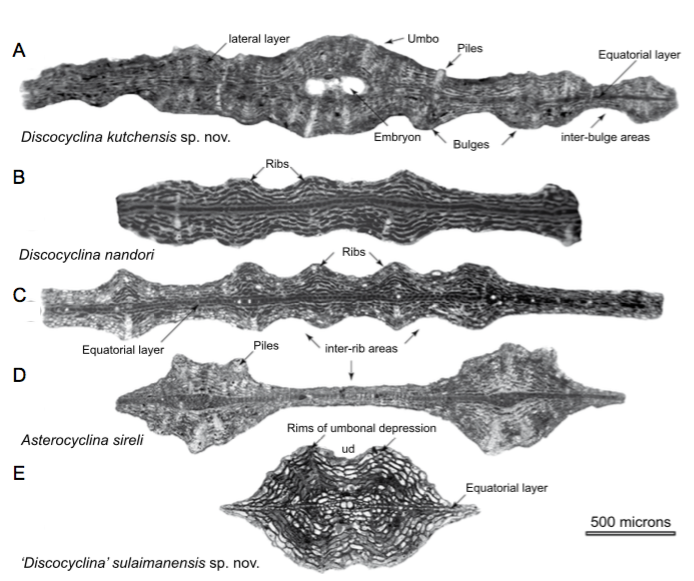 Axial sections comparing the bulges in A) D. kutchensis sp. nov., B-C) the ribs in D. nandori and D) Asterocyclina sireli and E) thickening of lateral layers in ‘Discocyclina’ sulaimanensis sp.nov. The external view of the specimen in (E) is illustrated in Figure 5C note that axial thickening of equatorial layer in ribs is also incorporated by the axial subdivision of equatorial chambers in A. sireli. A) Fulra Limestone, Kutch, west India, early Bartonian, SBZ 17, FUL.6-127. B-C) Amravati Fm., Cambay Basin, west India, Middle Eocene, B) 178.5-2, C) 178.5-1. D) Fulra Limestone, Kutch, west India, early Bartonian, SBZ 17, FUL .8-1. E) Drazinda Fm., Sulaiman Range, west Pakistan, Bartonian, ZP.12-8.