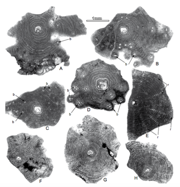 A-D) Sections through the equatorial layer of D. kutchensis sp. nov . Özcan and saraswati, E-H) D. nandoriless. The specimen FUL.6-86 (B) is the equatorial section of the holotype of D. kutchensis sp. nov. illustrated in Figure 6E. Note that bulges (b) are exposed in B, C and D, where the section is off-centered. The position of the ribs (r) with respect to the equatorial layer in D. nandori is shown in E. A-D) Fulra Limestone, Kutch, west India, early Bartonian, SBZ 17. A) FUL.13-145, B) FUL.6-86, C) FUL.6-132, D) FUL.6-51, E) Amravati Fm., Cambay Basin, west India, Middle Eocene, 178.5-6. F-G) Drazinda Fm., Sulaiman Range, West Pakistan, early Bartonian, SBZ 17. F) RN.B.9-18, G) RN.B.9-20. H) Soğucak Fm., Thrace Basin, North-west Turkey, early Bartonian, SBZ 17, GIZ.12-56. b: bulges, r: ribs.