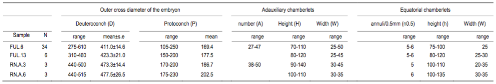 Statistical data of D. kutchensis sp. nov. The measurements (in microns) and counts are P and D: outer diameter of the protoconch and deuteroconch perpendicular to their common axis; A: number of adauxiliary chamberlets; H and W: height and width of the adauxiliary chamberlets; n0.5: number of annuli within a 0.5 mm distance measured from the deuteroconch along the axis of the embryon; and h and w: height and width of the equatorial chamberlets around the peripheral part of the equatorial layer. N denotes the number of specimens studied in the sample