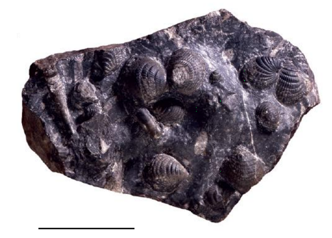 Slab of Cardiola Fm. showing the peculiar cardiolid bivalvecephalopod association. Scale bar corresponds to 5cm.