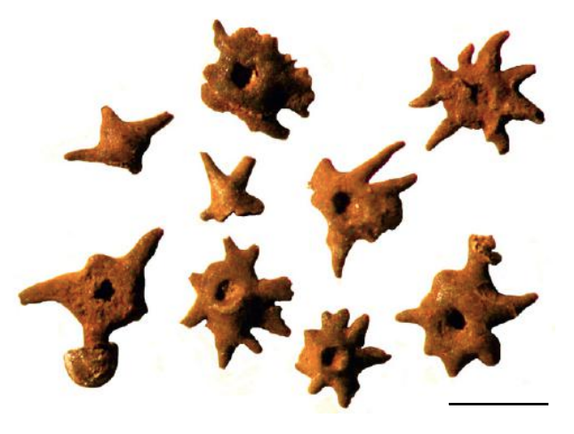 Optical stereomicroscope images of echinodermal holdfasts IPUM 28992a-i from the Cardiola Fm., Rauchkofel Boden Section, Austria. Note the reddish colour of the material. Scale bar corresponds to 1mm.