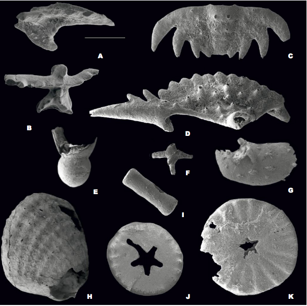 Scanning electron micrographs of main faunal elements from the Cardiola Fm. of Austria. A) Polygnathoides siluricus Branson and Mehl, 1933, upper view of P2 element IPUM 28993. B) Kockelella variabilis variabilis Walliser, 1957, upper view of P1 element IPUM 28994. C-D) Oral views of trilobite fragments, specimen IPUM 28995 and IPUM 28996. E) Nautiloid embryonic chamber, specimen IPUM 28997. F) Sponge spicula, specimen IPUM 28998. G) Ostracode with overgrowth of pyrite crystals, specimen IPUM 28999. H) Articulated cardiolidid bivalve, specimen IPUM 29000. I-K) Echinoderm ossicles, specimens IPUM 29001-29003. Scale bar corresponds to 500μm.