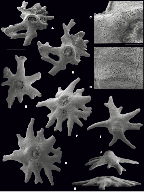 Scanning electron micrographs of Silurian pelmatozoan holdfasts. All specimens are from the Cardiola Fm. of Austria. A-B) Sub-lateral and oral views of specimen IPUM 29004. C-D) Details of specimen IPUM 29004 and specimen IPUM 29005 showing the typical stereom pattern of echinoderms. E) Oral view of specimen IPUM 29006. F-H) Sub-lateral, oral and lateral views of specimen IPUM 29007. I-J) Oral and lateral views of specimen IPUM 29005. Scale bar corresponds to 500μm in all frames except C-D where bars represent 100μm.
