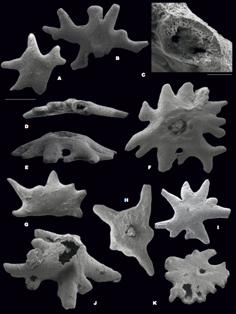 Scanning electron micrographs of Silurian pelmatozoan holdfasts. All specimens are from the Cardiola Fm. of Austria. A) Oral view of specimen IPUM 29008. B, D) Oral and lateral views of specimen IPUM 29009. C) Detail of D showing a hollow process in specimen IPUM 29009. E-F) Lateral and oral views of IPUM 29010. G) ?Oral view of specimen IPUM 29011. H) Oral view of specimen IPUM 29012. I) Oral view of specimen IPUM 29013. J) Sub-lateral view of specimen IPUM 29014. The breakage of the holdfast in the apical part reveals that the main body is empty. K) Aboral view of specimen IPUM 29015, showing again the hollow central part. Scale bar corresponds to 500μm in all frames except C where bar represents 100μm.