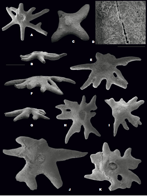Scanning electron micrographs of Silurian pelmatozoan holdfasts. All specimens are from the Cardiola Fm. of Austria. A-B) Oral and lateral views of specimen IPUM 29016. C) Oral view of specimen IPUM 29017. D) Detail of C illustrating the stereom pattern in the central apical ridge. E-F) Oral and lateral views of specimen IPUM 29018. G-H) Lateral and oral views of specimen IPUM 29019. I) Oral view of specimen IPUM 29020. J) Oral view of specimen IPUM 29021. Note the pyrite crystal overgrowth on the left. K) Oral view of specimen IPUM 29022. Scale bar corresponds to 500μm in all frames except D where bar represents 100μm.