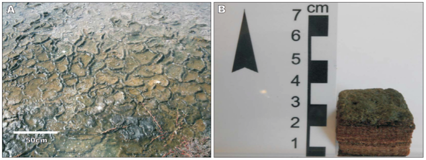 Polygonal mat from Lagoa Vermelha at location E6 (See Fig. 1). A) View of microbial mat at sampling site and B) internal stratification of microbial mat selected for this study