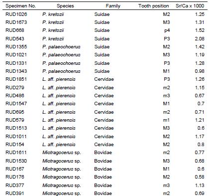 Sr/Ca ratios of the ungulate dental enamel samples from R. II