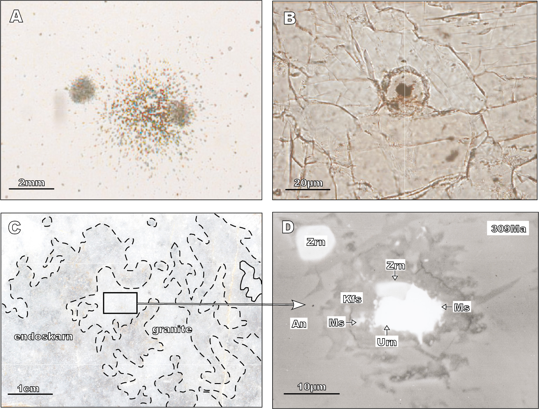 A) Autoradiography using Cellulose Nitrate (CN) film showing alpha track clusters of uraninite grains