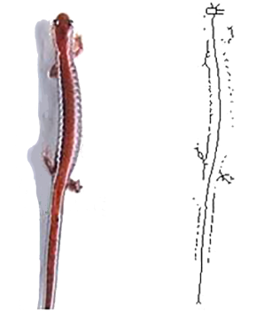 Esqueletizaci&oacute;n de la imagen para comparaci&oacute;n de movimiento. (a) Imagen original (b) Imagen esquelet zada.