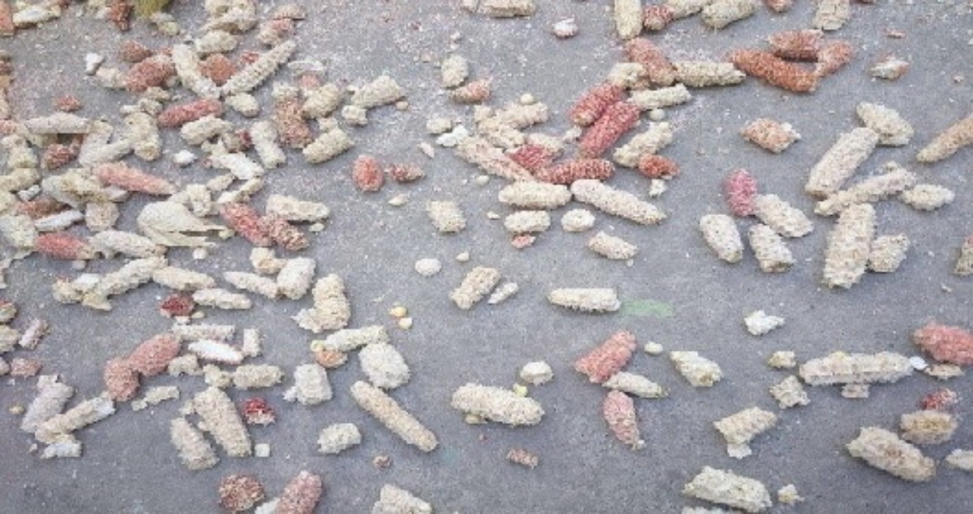 Maiz desgranado en su totalidad.