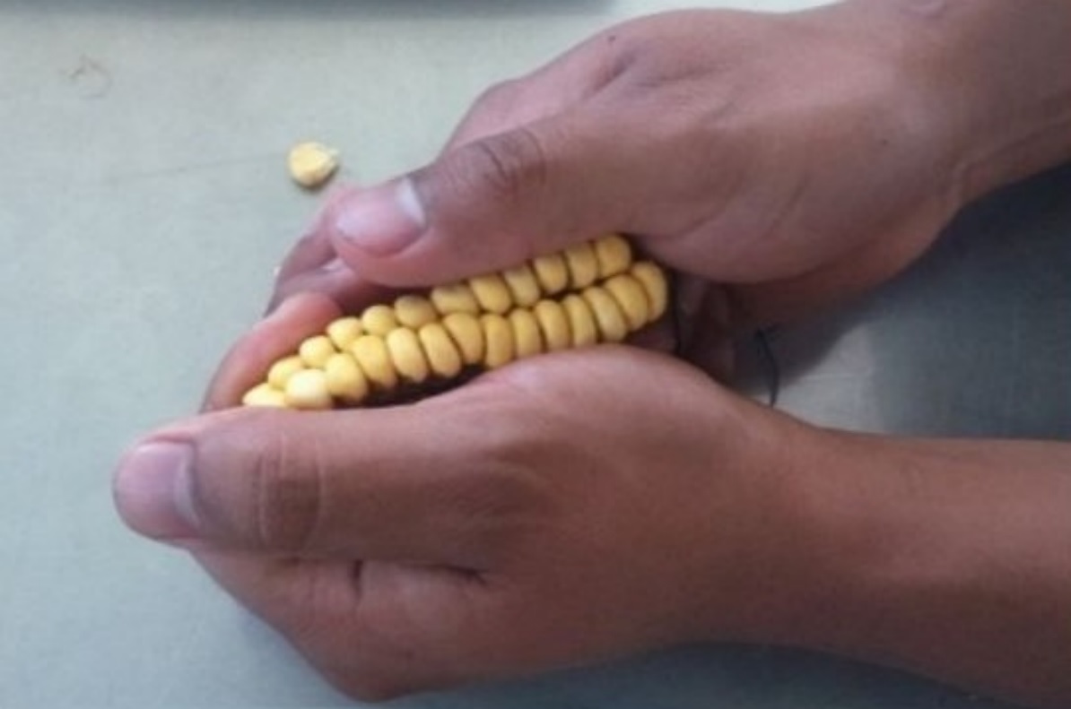 Sistema de desgranado manual.