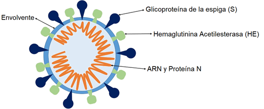 Estructura del coronavirus. Se representan la envolvente, las prote�nas de la cubierta (S y HE), la prote�na N y el ARN viral