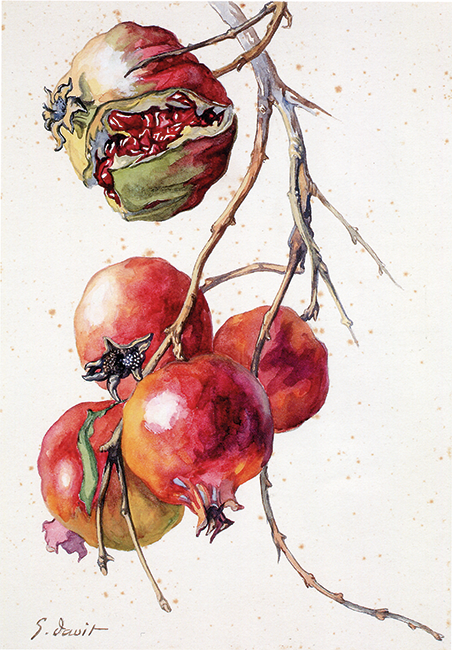 &lsquo;Punica granatum&rsquo; with fruit, gouache, 21 � 30 cm.
