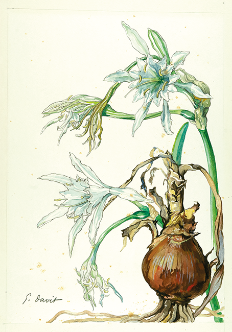 Suzanne Davit, &lsquo;Pancratium maritimum&rsquo; in flower, gouache, 21 � 30 cm.
