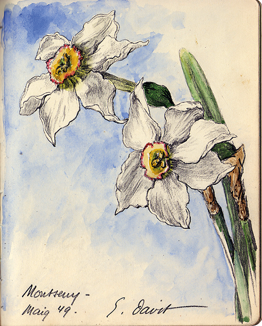 Suzanne Davit, Narcissus, Montseny, May 1949, mixed media, 12 � 16 cm.