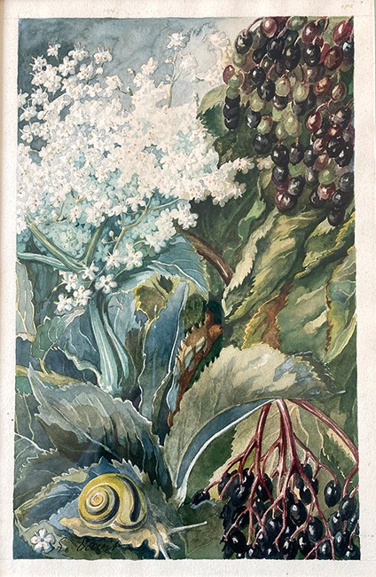 Suzanne Davit, &lsquo;Sambucus nigra&rsquo;, 1949, gouache, 17 � 27 cm.
