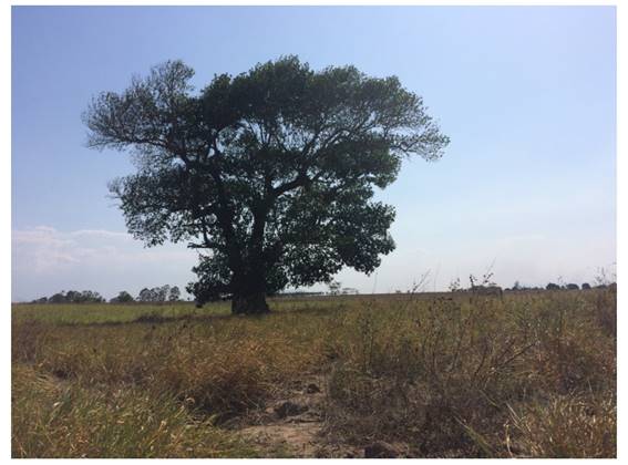 Fotografia da jaqueira “enfeitiçada” tirada pelas crianças