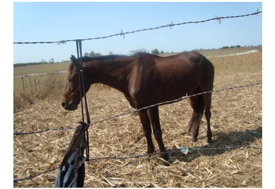 Fotografia de um cavalo feita por um menino