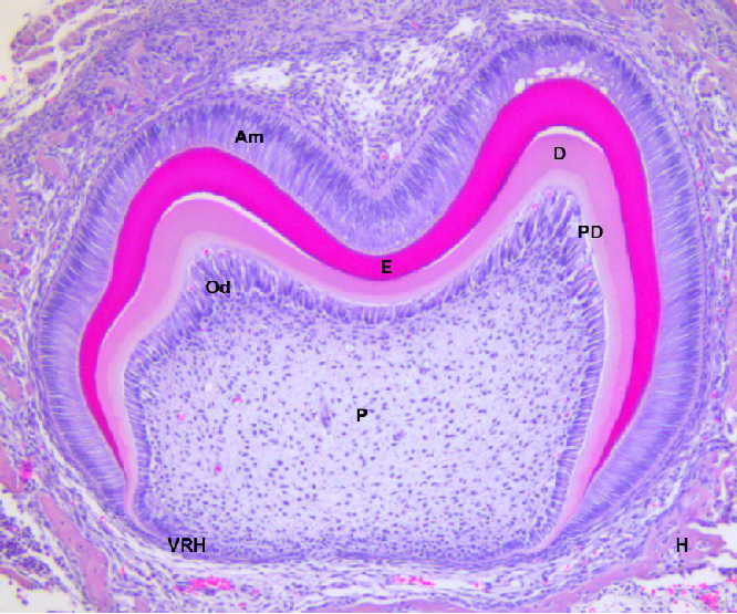 Aspecto anatómico de un órgano dental. Vista histológica de los componentes anatómicos del primer molar mandibular de un ratón de siete días de desarrollo postnatal. Coloración hematoxilina-eosina en corte de parafina. VRH, vaina epitelial de Hertwig; P, pulpa dental; Od, odontoblastos; Am, ameloblastos; E, esmalte dental; D, dentina; PD, predentina; H, hueso alveolar.