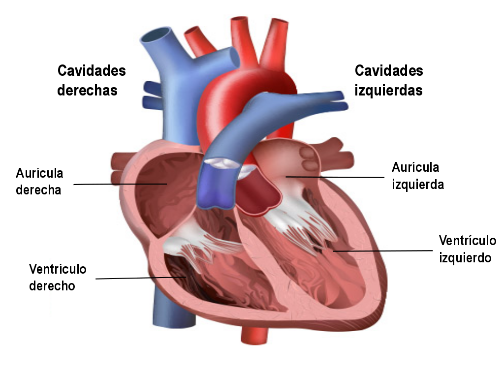 Anatomía del corazón (imagen modificada de bioedonline.org).