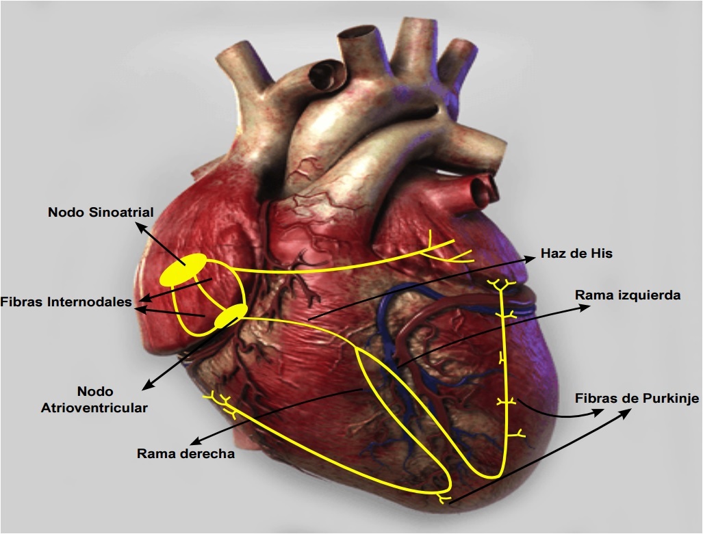 Potencial eléctrico del corazón