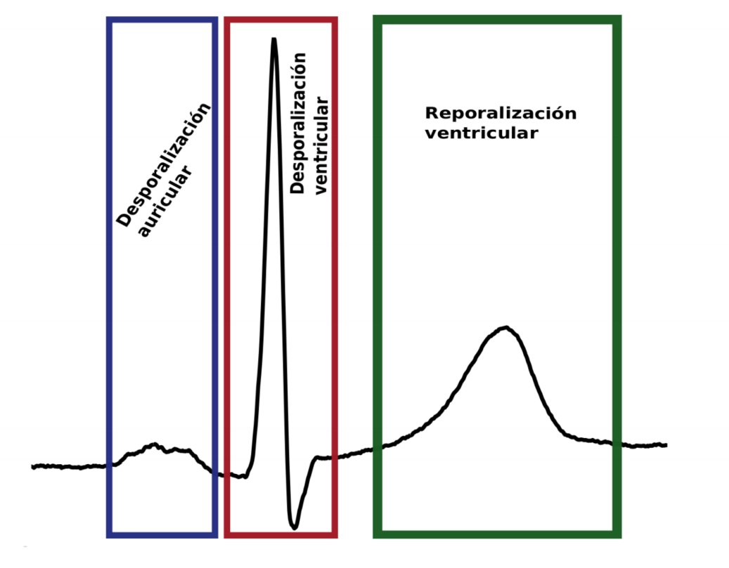 Esquema la señal cardiaca y su relación con las fases del corazón.