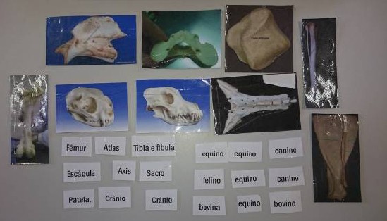 Figura 2 – Material utilizado no jogo de ensino elaborado pelos discentes do Projeto de Extensão Anatomíadas na modalidade Jogo da memória