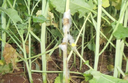 Figura 2 - Mofo-branco (Sclerotinia sclerotiorum).