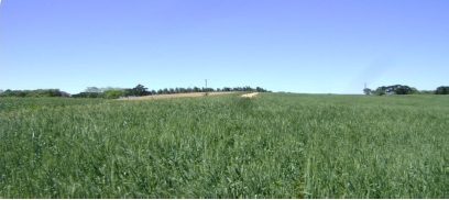 Figura 5 &ndash; &Aacute;rea da regi&atilde;o dos Campos Gerais (PR) com manejo outono/inverno.