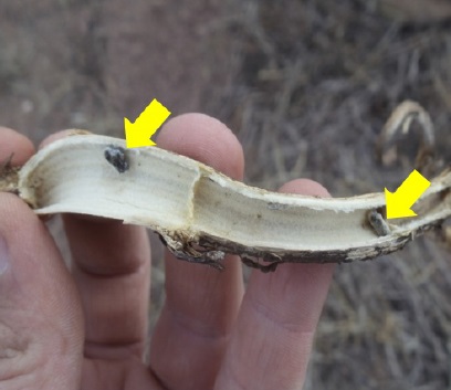 Figura 6 &ndash; Destacado pelas setas est&atilde;o os escler&oacute;dios do mofo-branco (Sclerotinia sclerotiorum).