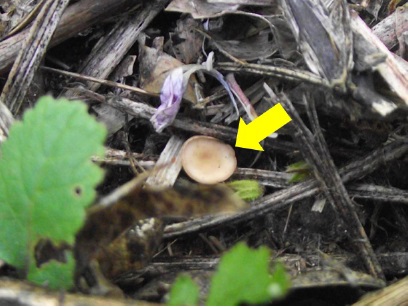 Figura 7 - Destacado pela seta est&aacute; o apot&eacute;cio do mofo-branco (Sclerotinia sclerotiorum).